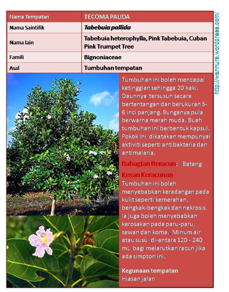 Aku Anak Pahang Info Bunga Sakura Malaysia Tekoma Tecoma Takoma