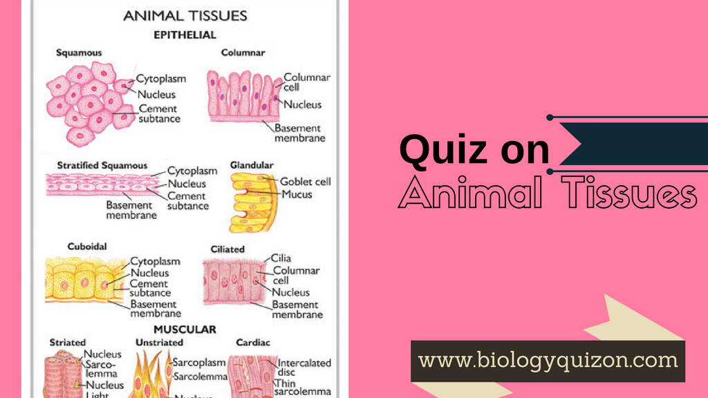 Animal Tissue Quiz