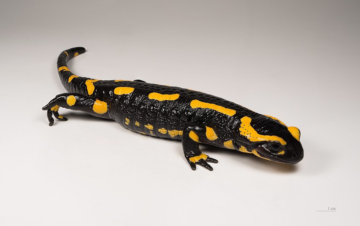 Are fire salamanders poisonous? Are fire salamanders resistant to fire?
