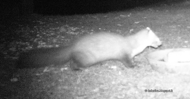 FAINA martes foina fauna e flora selvatica della azienda agricola dell'ortica in Appennino a Savigno Valsamoggia Bologna vicino Zocca