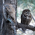 Mexican Spotted Owl