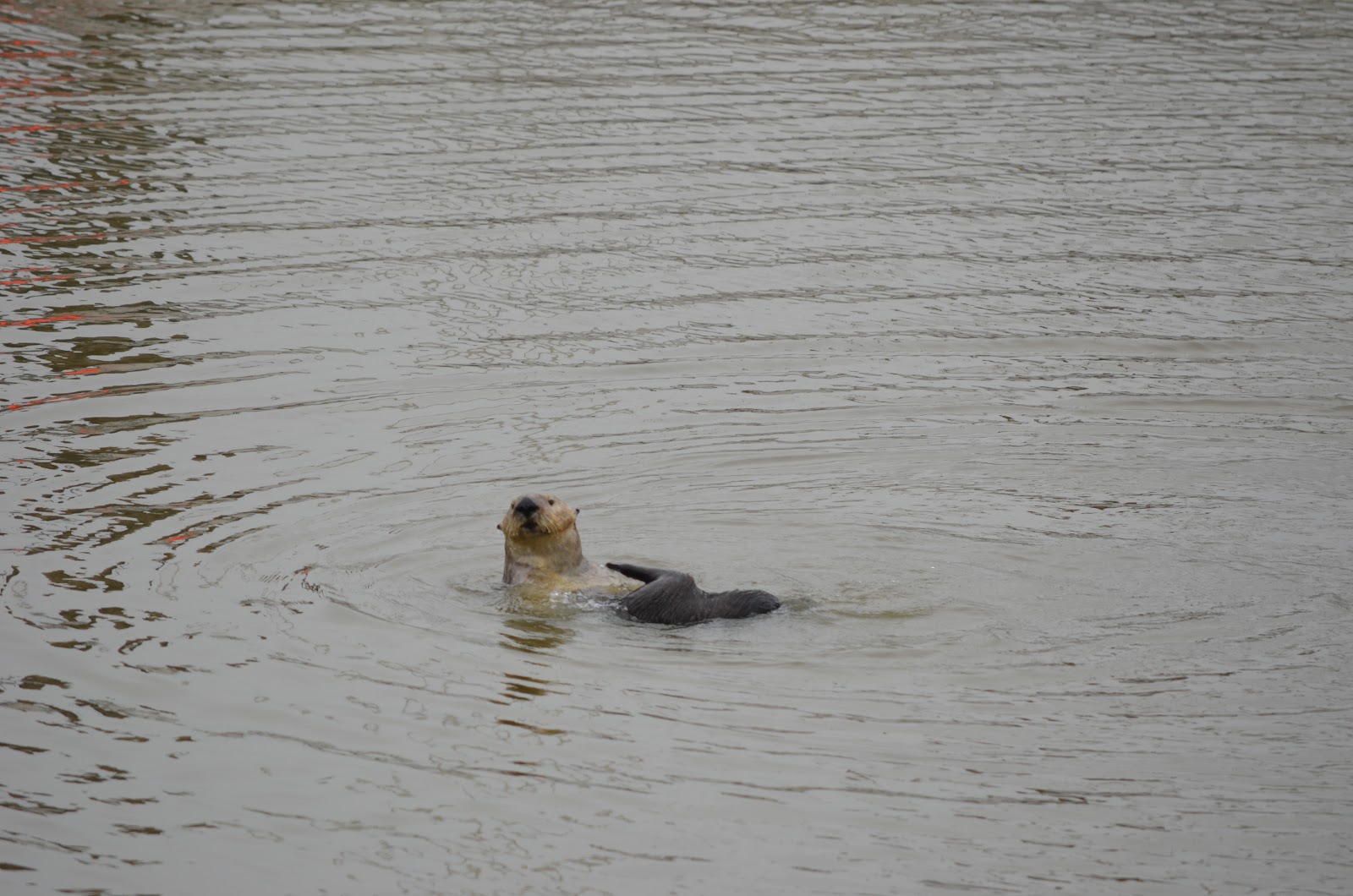 Tough is not enough Moss Landing & Point Lobos State Park, Monterey