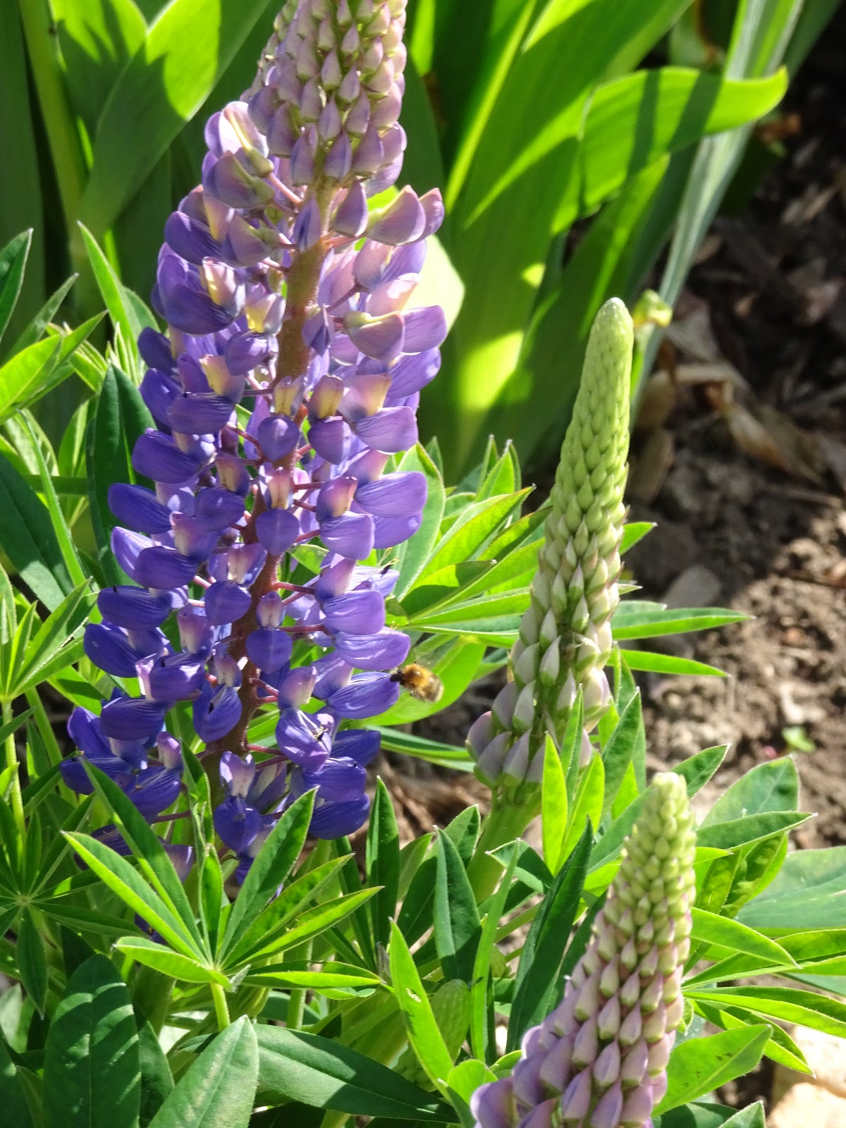 Garten Lupine