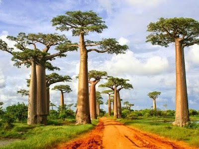 Harga Pohon Kaki Gajah Baobab