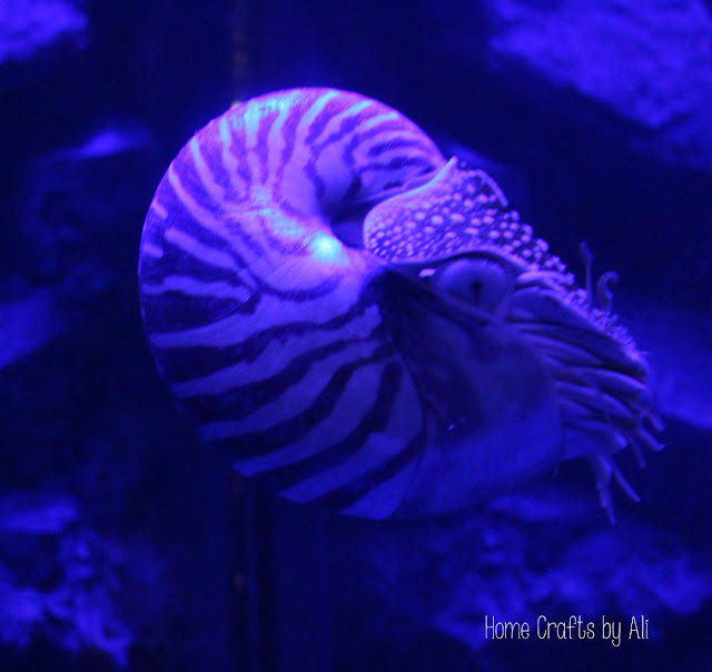 Nautilus at the Loveland Living Planet Aquarium