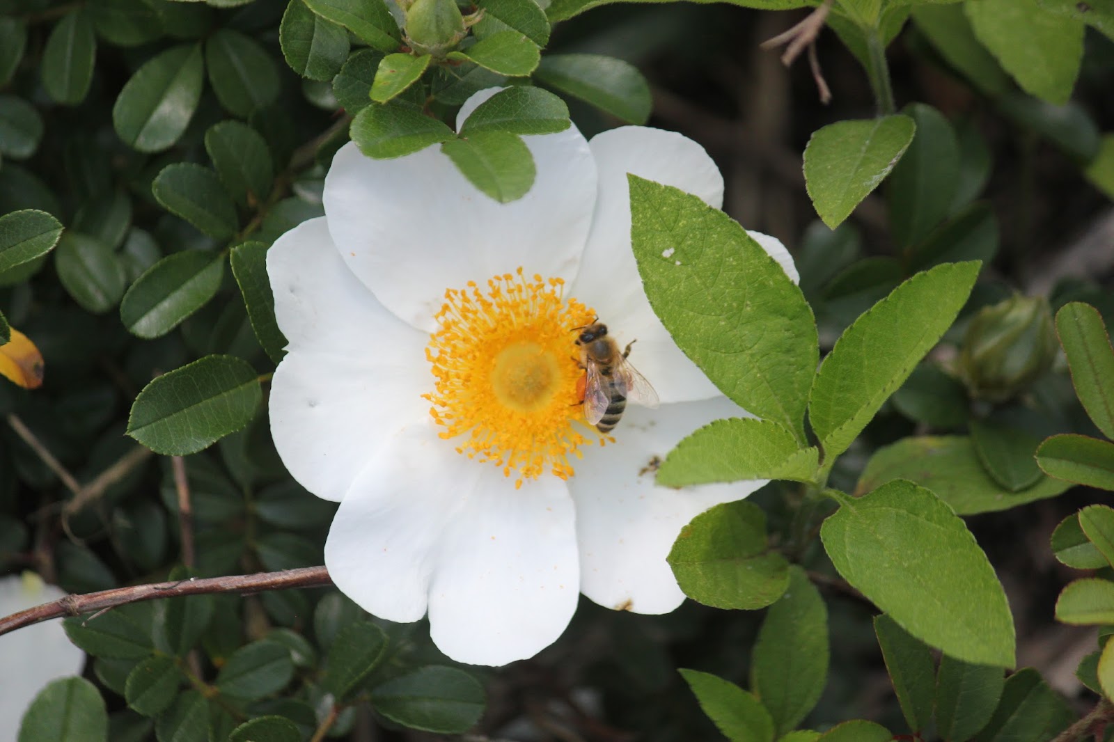Along the Geronimo Creek Honey Producing Plants in