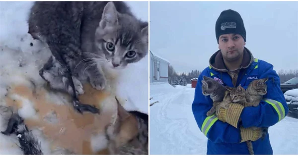 Canadian Oil Worker Saves 3 Frozen Kittens Using Coffee, News, Video, Social Network, Kochi, Kochi Metro, World