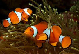 Fish Reproduction: How do fish have babies Fish Reproduction: How do fish have babies