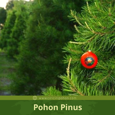 Ciri Ciri Pohon Pinus