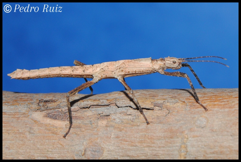 Ninfa hembra L3 de Tisamenus serratorius, 3,5 cm de longitud Ninfa hembra L3 de Tisamenus serratorius, 3,5 cm de longitud