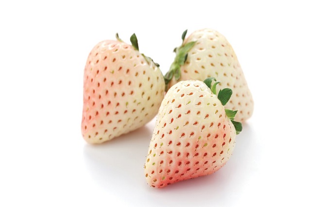 pineberry, white strawberry, stroberi putih