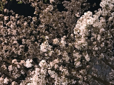 木屋町の桜