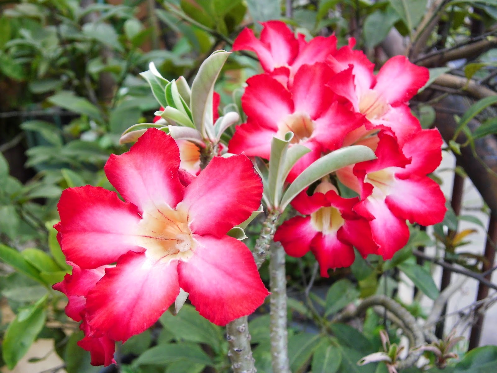 Exotic Plants  in Indonesia  The exotic of Adenium flower