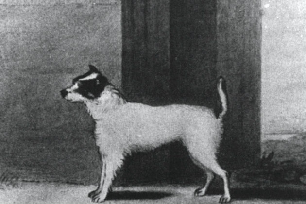 What Is The Difference Between A Parson Terrier And A Jack Russell