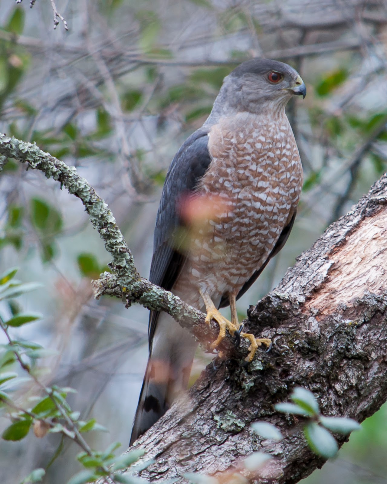 Cooper's Hawk Rocklin Wildlife