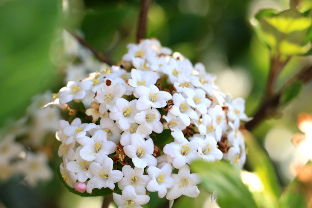 Preston Bissett Nurseries and Country Shop A Fragrant Spring Flowering Evergreen Shrub