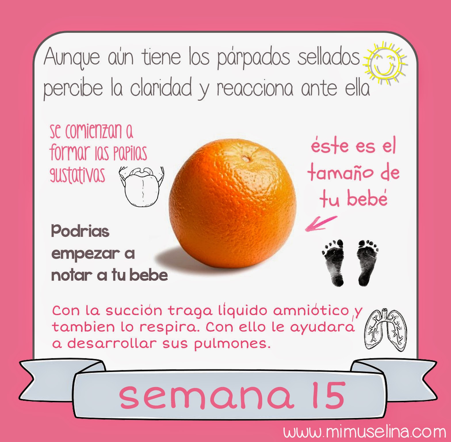 Que hace un feto de 15 semanas