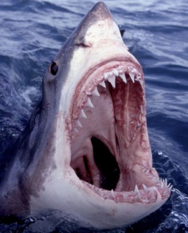 Stop dogs from being used as bait to catch sharks by cruel fishermen!