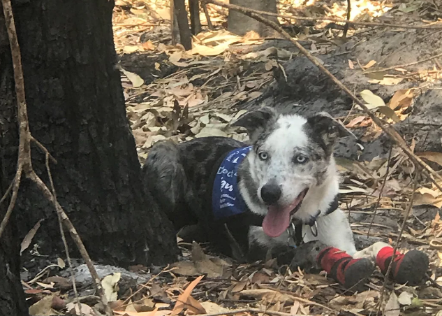 Αποτέλεσμα εικόνας για Ο σκύλος που σώζει κοάλα στις πυρκαγιές της Αυστραλίας