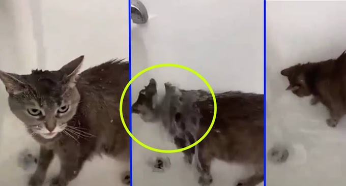  (Video) - Saat-saat netizen kagum melihat video ini, tengok apa yang dibuat kucing ini! 