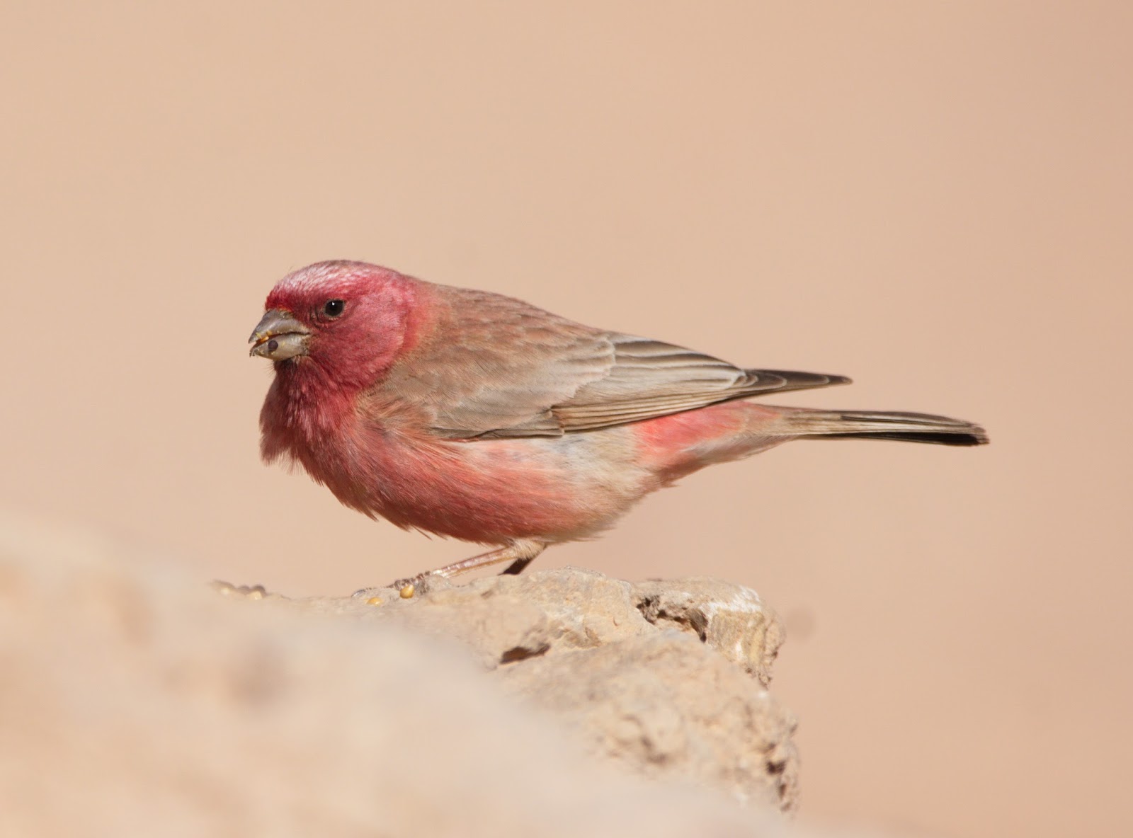 Dominic's Field Photos Desert birds