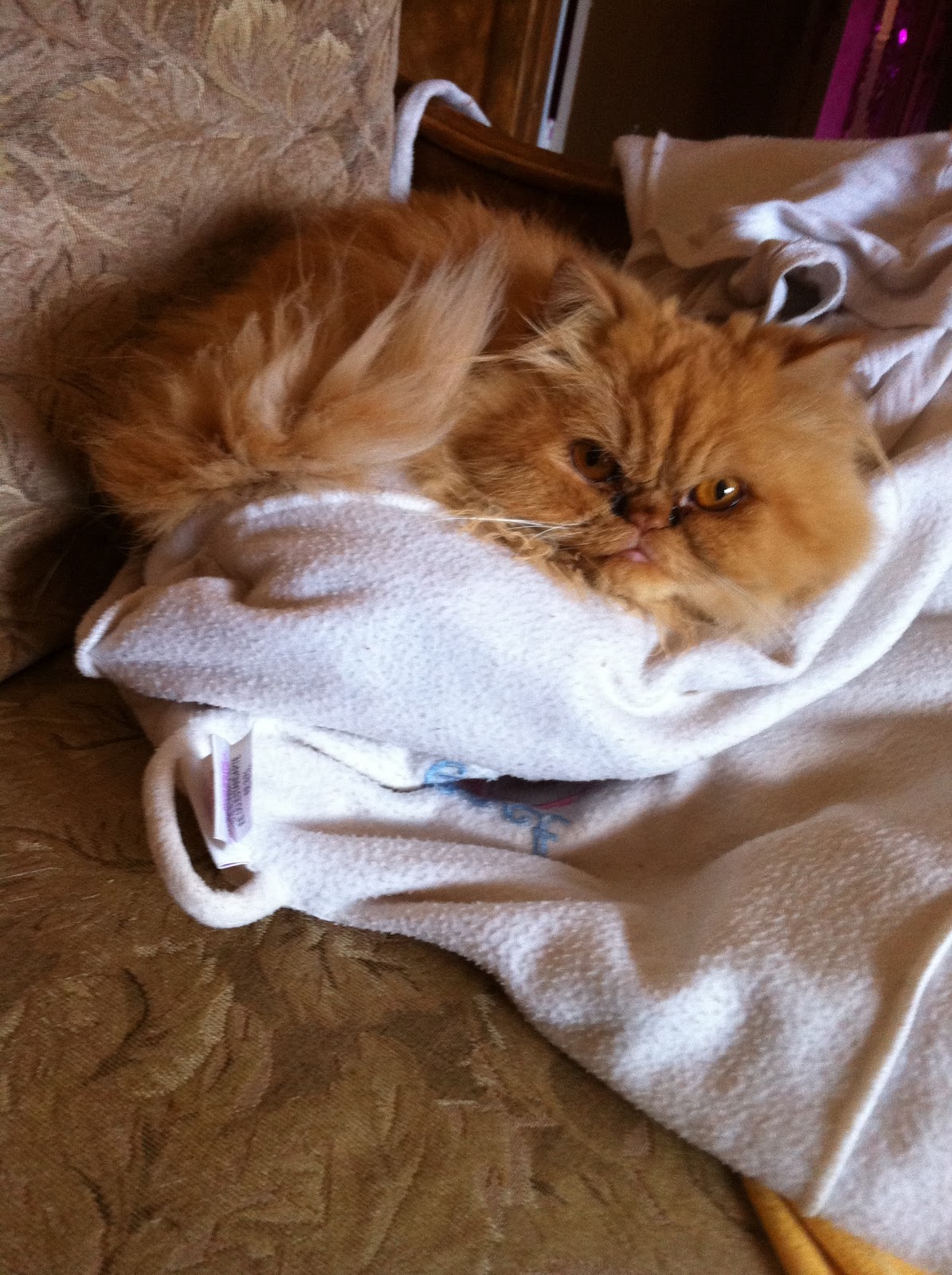 Victoria Park Animal Hospital Meet Papito!