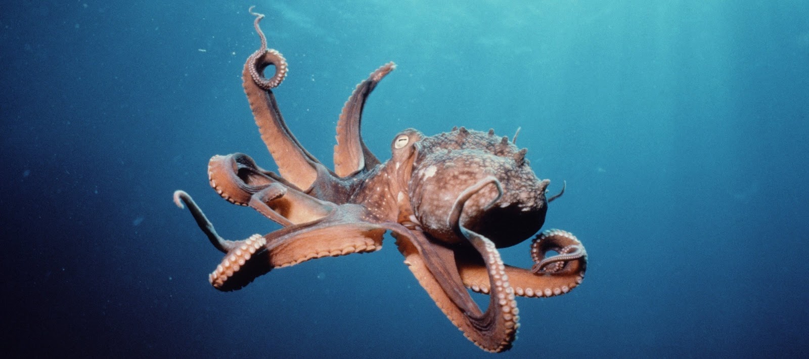 Octopuses have three hearts, nine brains, and blue blood