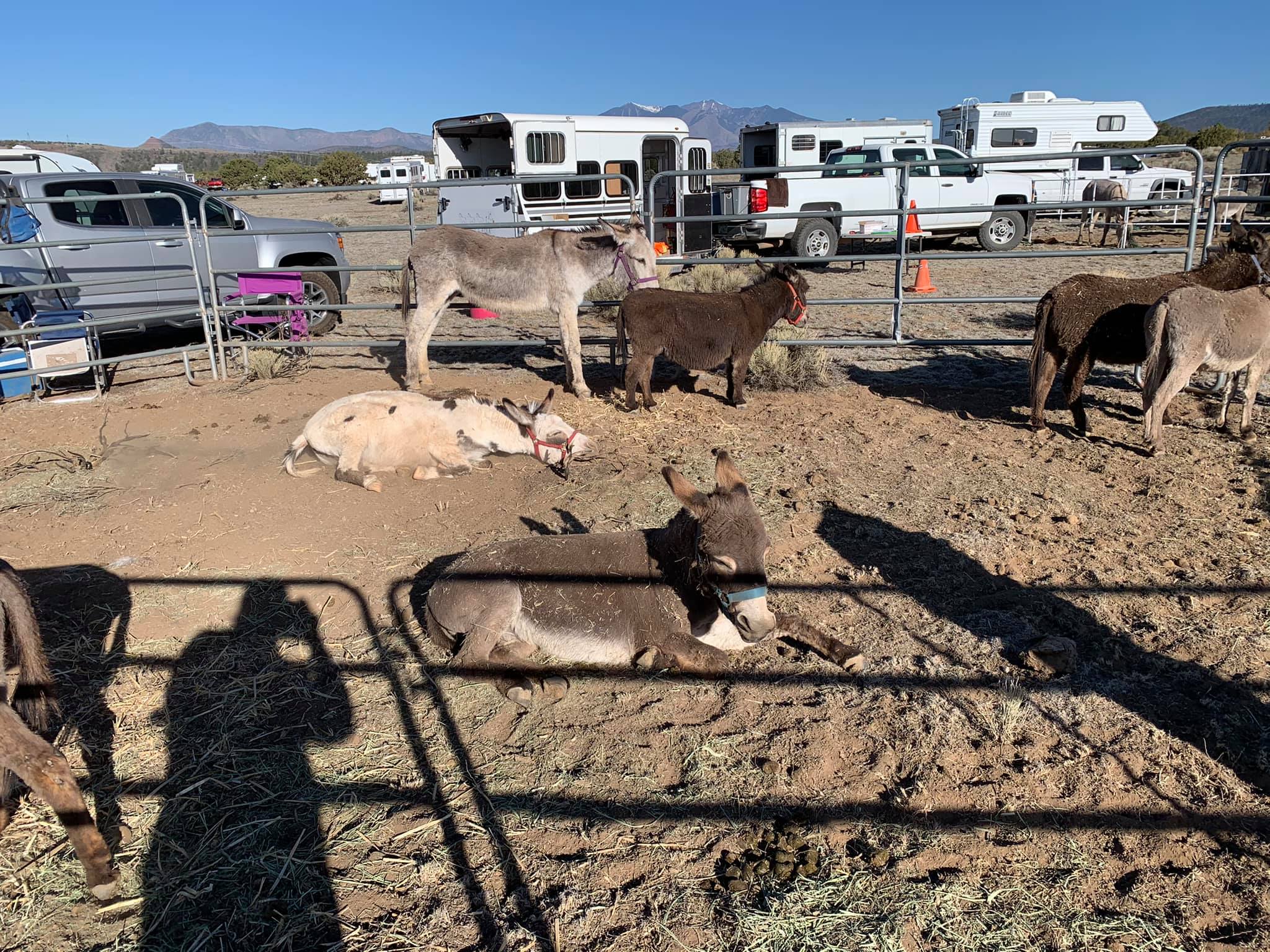 Forever Home Donkey Rescue JUSTICE AND RUTHIE MIGHT HAVE NEW HOMES