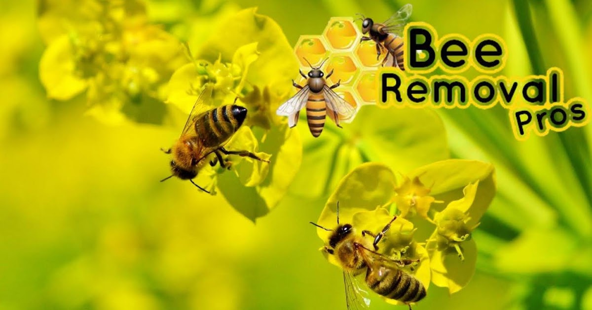 Honey Bee Nest Removal Service Beeremovalpros Honey Bee Nest Removal Service Beeremovalpros