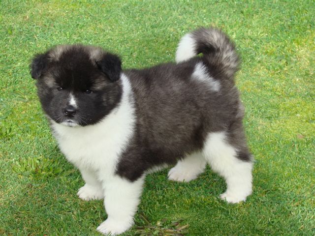 Cute Puppies and Dogs Pictures: Akita Dog Reviews and Pictures