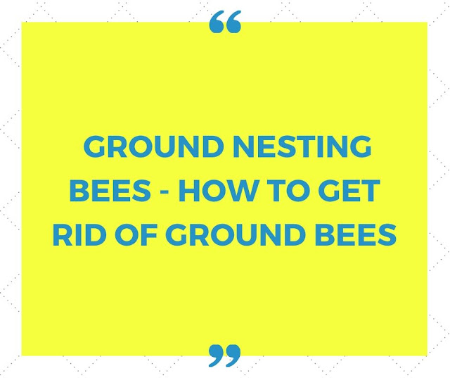 Ground nesting bees - How to get rid of Ground Bees Ground nesting bees - How to get rid of Ground Bees