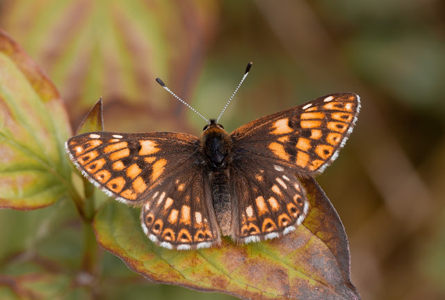 Duke of Burgundy - Kent