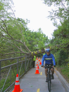 Passing under a fallen tree on the Stevens Creek Trail, Mountain View, California