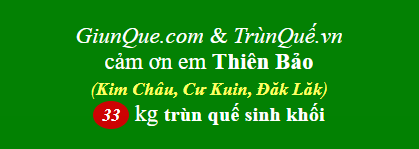 Trùn quế Kim Châu