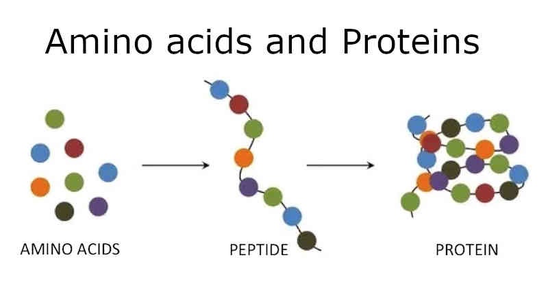 Amino acids and Proteins