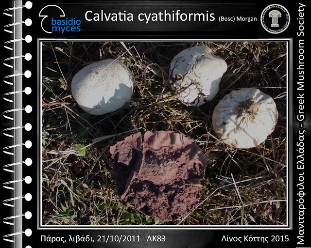 Calvatia cyathiformis (Bosc) Morgan