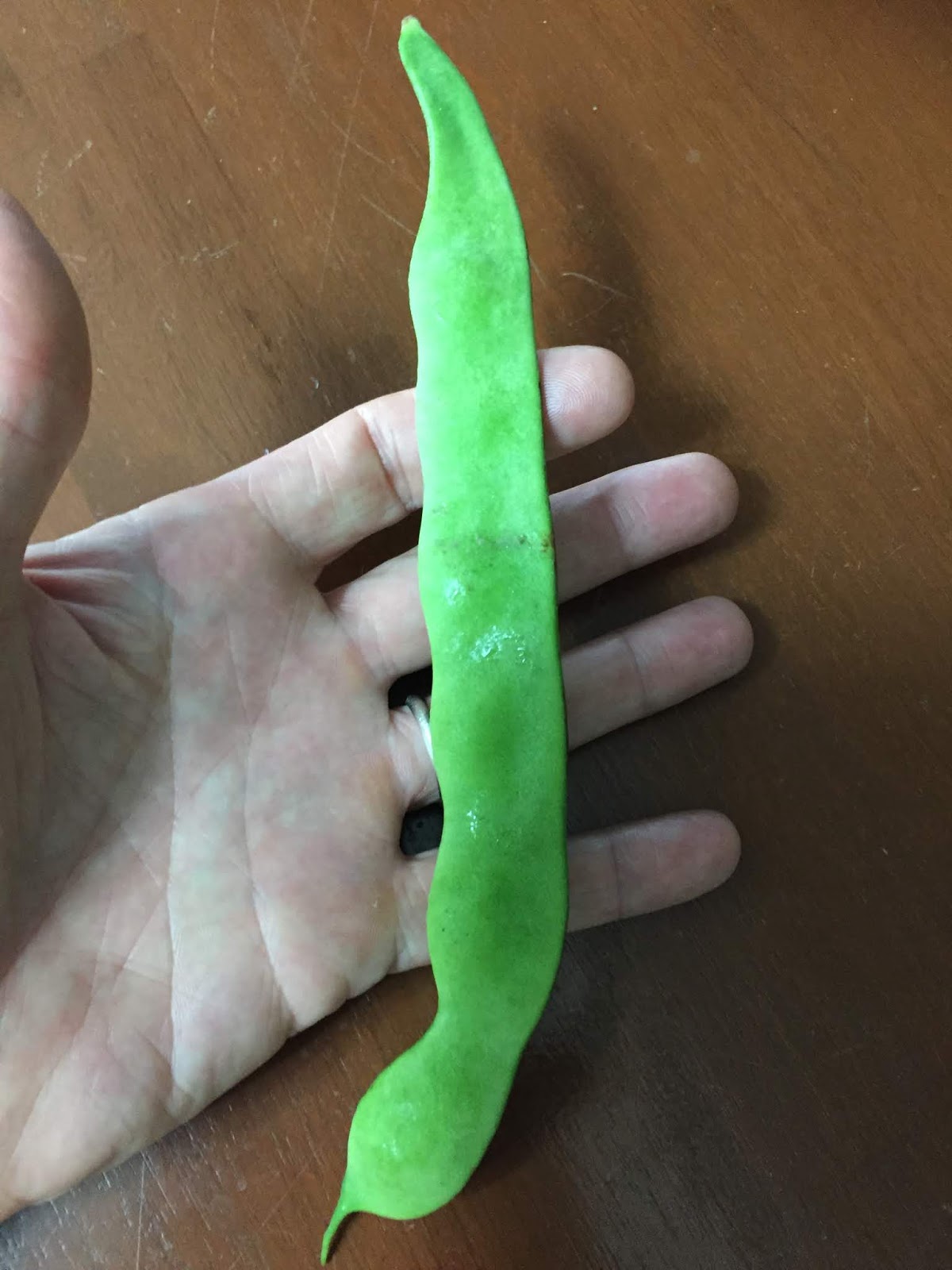 Okinawa Gardener Beans (Bush Beans and Flat Beans)