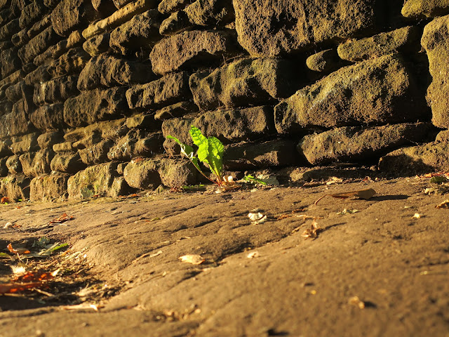Plant by wall in morning light. 19th July 2021