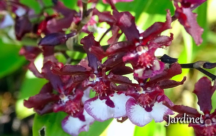 Orquídea Oncidium Sharry Baby - Como cuidar - Jardinet