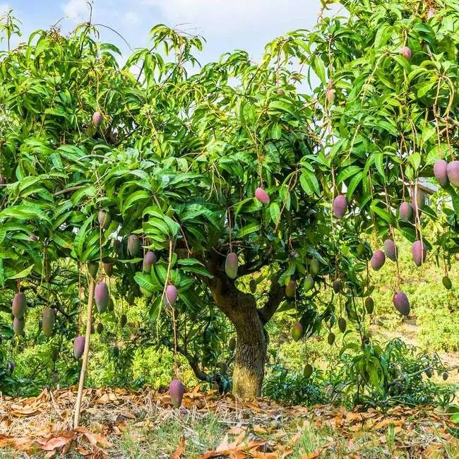 Mango  tree