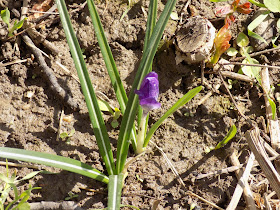 In Floare Greenzonelife