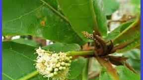 Putri Pucuk Gelumpang #pucukgelumpang #aceh