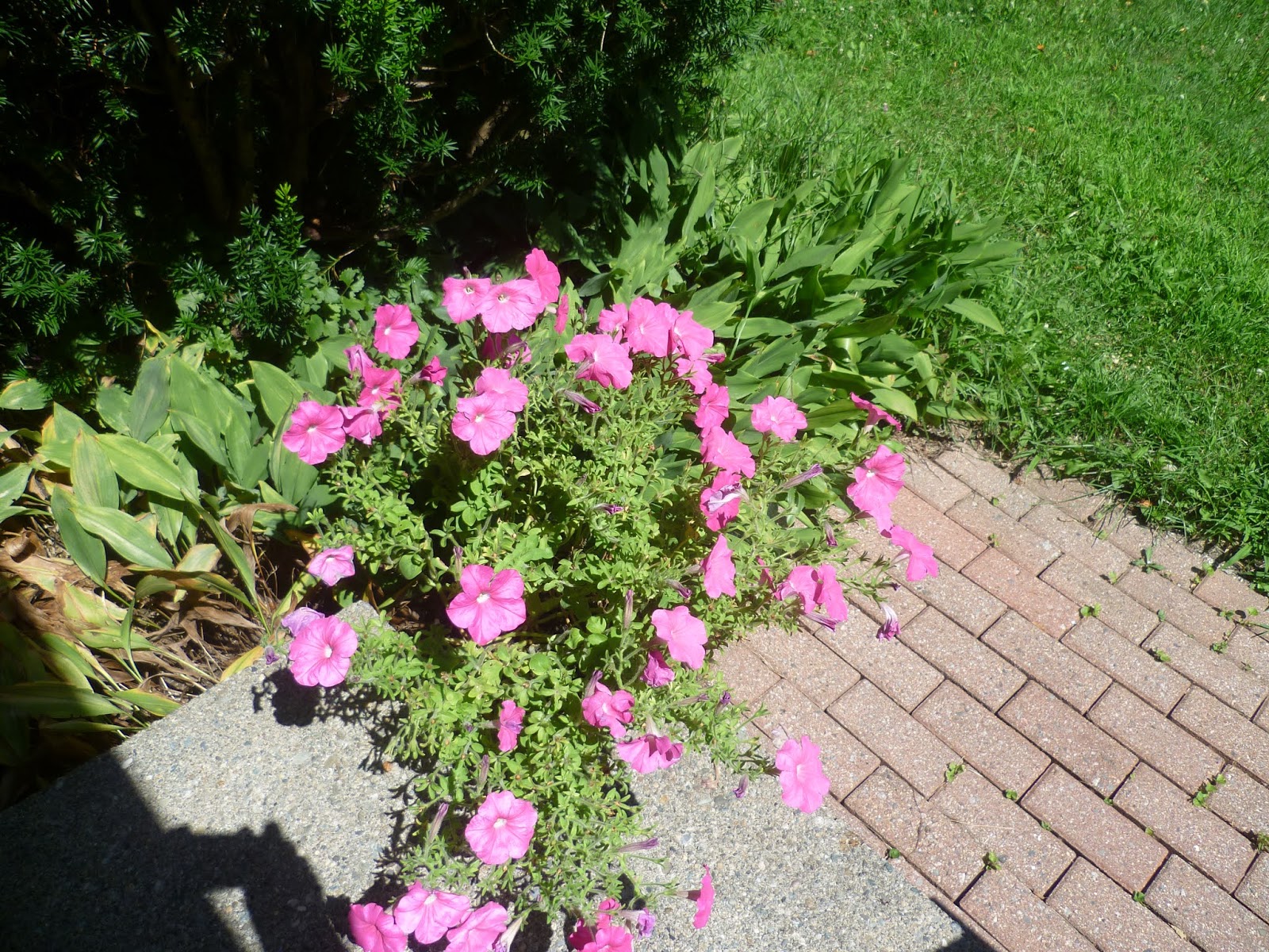 SECONDINSIGHT Bower of FlowersDorothy called it...