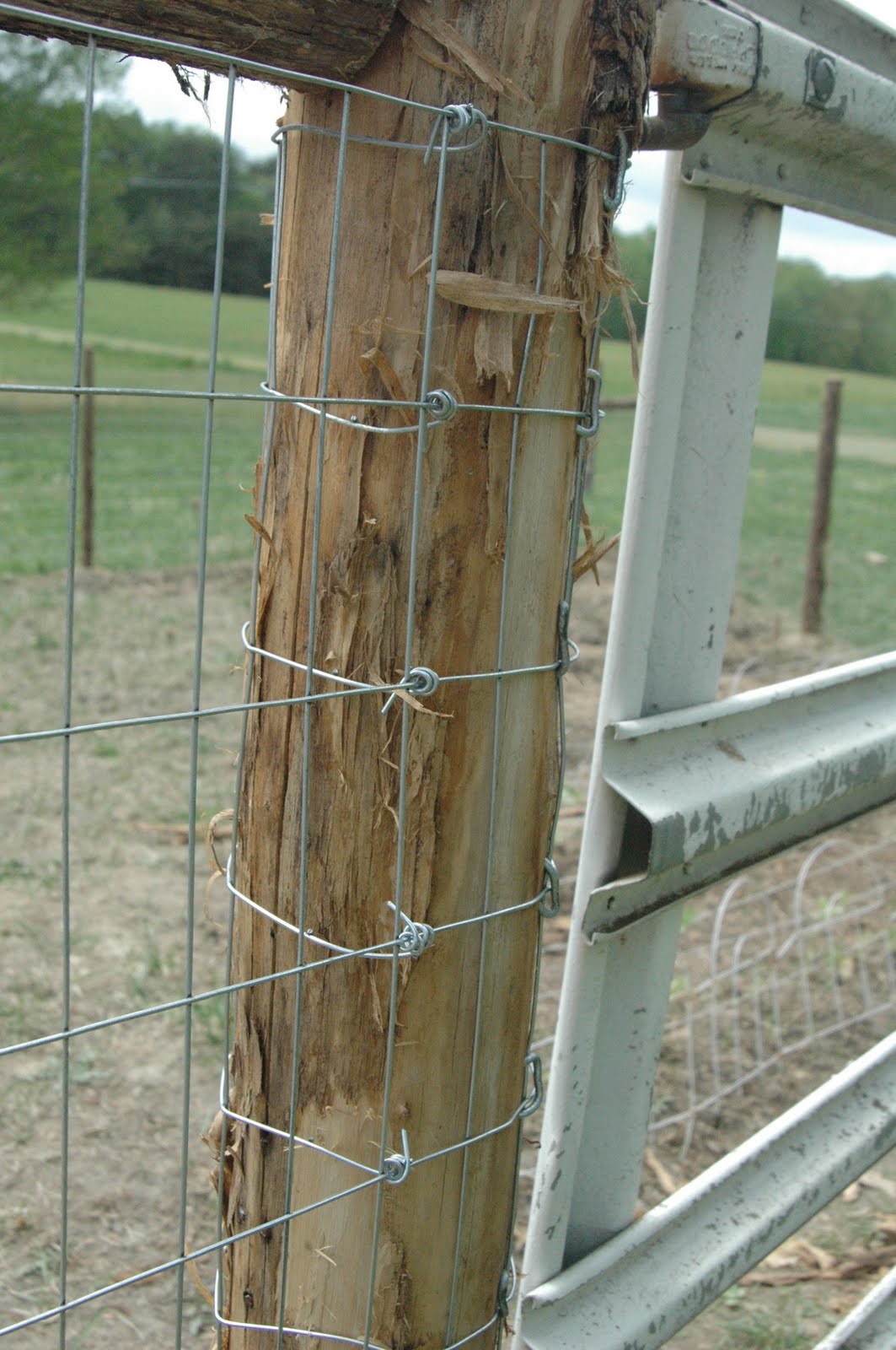 Green Legacy Farm Fencing, as in the Garden Green Acres Weekend Update