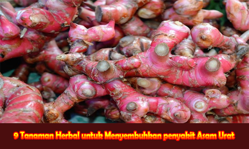 9 Tanaman Herbal untuk Menyembuhkan penyakit Asam Urat