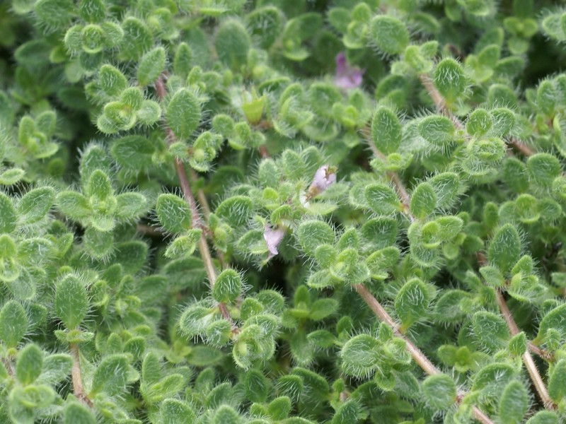 woolly thyme thymus pseudolanuginosus woolly thyme thymus pseudolanuginosus