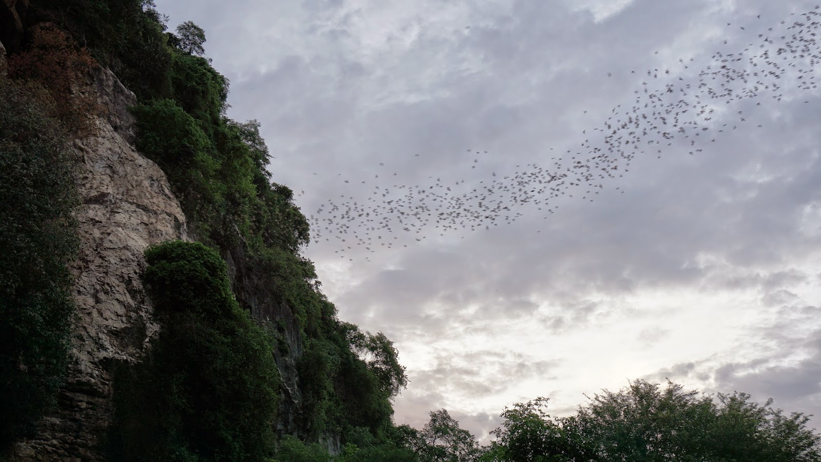 Watching bats fly out by the thousands at dusk