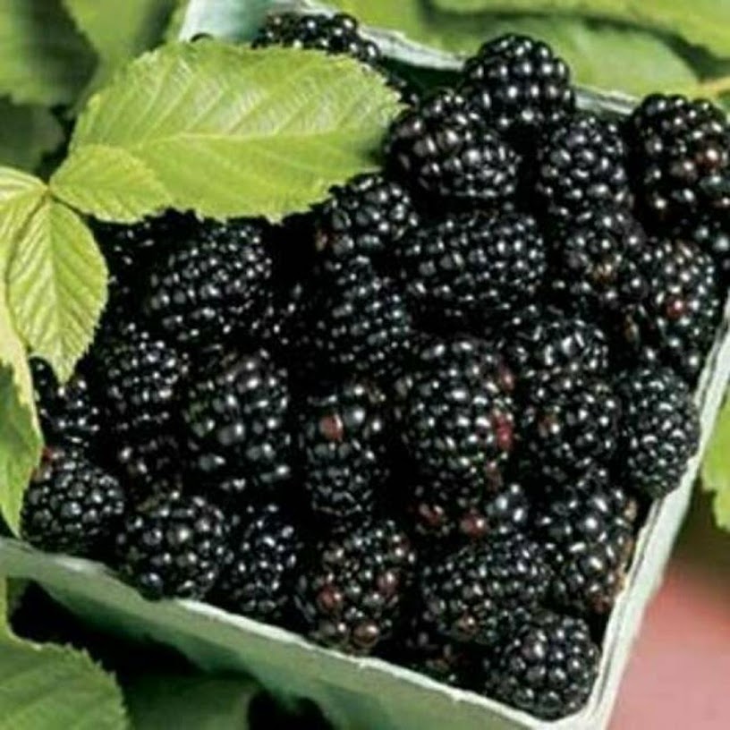 Bibit Blackberry buah berry hitam Malang