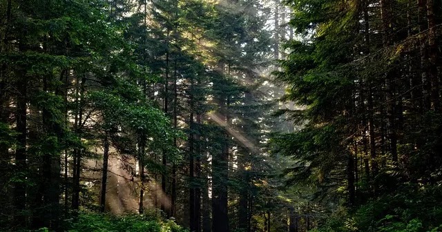 Pengertian Hutan Lindung Meliputi Ciri Fungsi Klasifikasi Dan Contoh Hutan Lindung Secara Lengkap Ilmuips My Id Materi Belajar Gratis