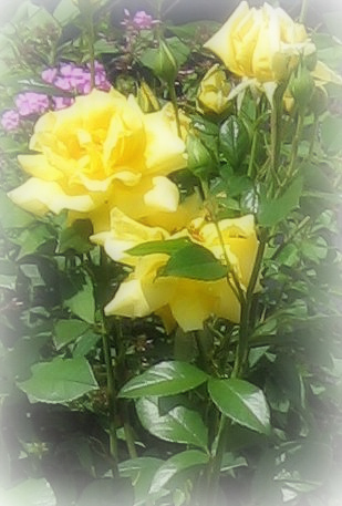 Allsparklesofnow: Yellow Roses 2